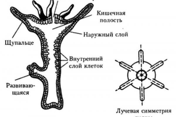 Как узнать 2fa код на блэк спрут