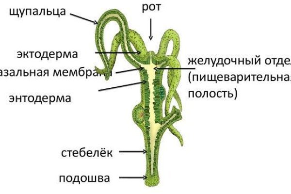 Bs2web at ссылка blacksprute com